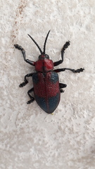 Coraliomela aeneoplagiata