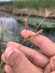 Fimbristylis thermalis