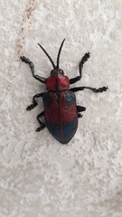 Coraliomela aeneoplagiata