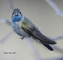 Lampornis clemenciae