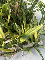 Sansevieria