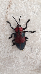 Coraliomela aeneoplagiata