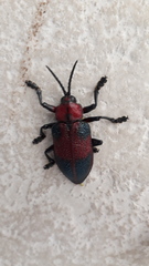 Coraliomela aeneoplagiata