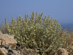 Pseudodictamnus mediterraneus