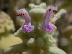 Pseudodictamnus mediterraneus