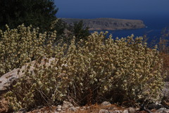 Pseudodictamnus mediterraneus