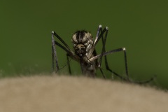 Aedes geniculatus