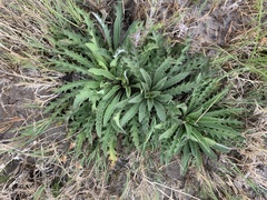 Cirsium scariosum