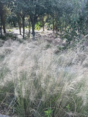 Eragrostis elliottii