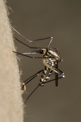 Aedes geniculatus