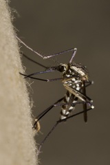 Aedes geniculatus