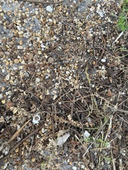 Liquidambar styraciflua