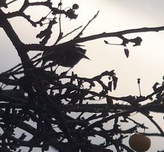 Turdus merula