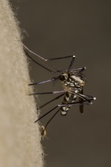 Aedes geniculatus
