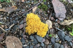 Ramaria flava
