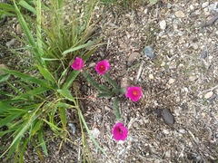 Portulaca eruca