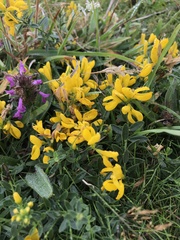 Genista tinctoria