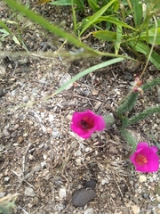 Portulaca eruca