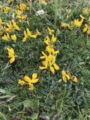 Genista tinctoria