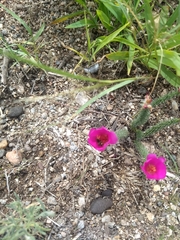 Portulaca eruca
