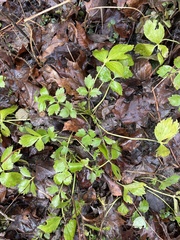 Hydrophyllum virginianum