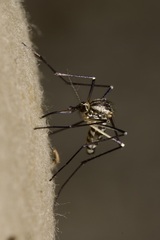 Aedes geniculatus