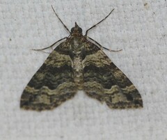 Crasilogia gressitti