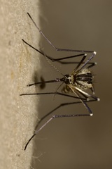 Aedes geniculatus