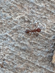 Pogonomyrmex