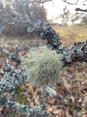Usnea hirta