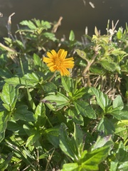 Sphagneticola trilobata