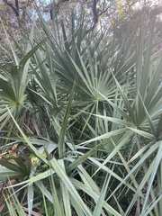 Serenoa repens