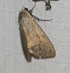 Ophiusa disjungens