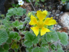 Potentilla × villosula