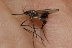 Aedes geniculatus