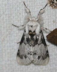 Iropoca rotundata