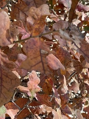 Quercus laceyi