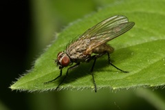 Anthomyiidae