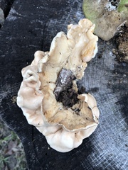 Trichoderma peltatum