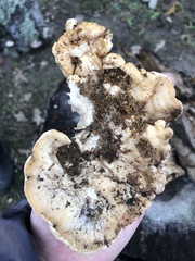 Trichoderma peltatum