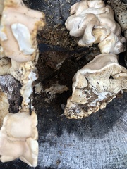 Trichoderma peltatum