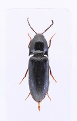 Ampedus laurentinus