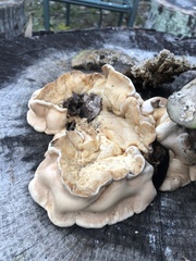 Trichoderma peltatum