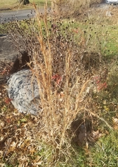 Andropogon virginicus