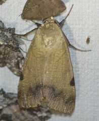 Ophiusa tirhaca