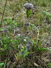 Clinopodium vulgare vulgare