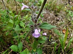 Clinopodium vulgare vulgare