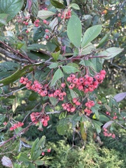 Cotoneaster salicifolius