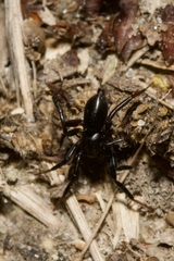 Gnaphosidae