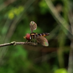 Ocyptamus antiphates